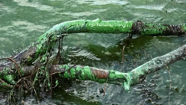 Son dakika: Eyüpsultan'da korkutan görüntü: Şahintepe Gölü'ne kimyasal atık boşalttılar-5