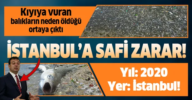 Küçükçekmece'de milyonlarca balık kıyıya vurdu! İşte balıkların ölüm nedeni!