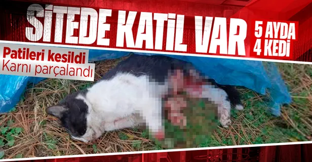 Bursa'da kan donduran olay: 5 ayda 4 kedi! Patileri kesilmiş karnı parçalanmış...