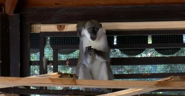 Aslanların kükremesi nedeniyle hayvanat bahçesinden kaçan maymun yakalandı