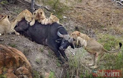 Ava giderken avlandı! Bir anda bufaloların arasında kalan aslanın zor anları Aslan - Bufalo kavgası