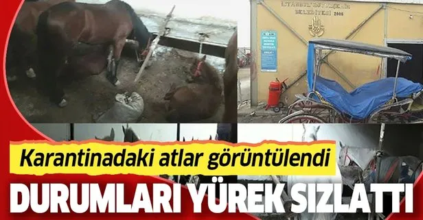 Büyükada’da karantinadaki atların hali yürek sızlattı!