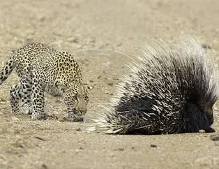 Aç leopar hayatının hatasını yaptı!