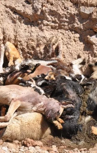 İBB'nin hayvan barınağında vahşet: Toplu mezarda onlarca kedi ve köpek ölüsü bulundu! Suçüstü yakalandılar