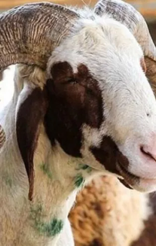 Son dakika! Kurban kesimi tebliği yayımlandı