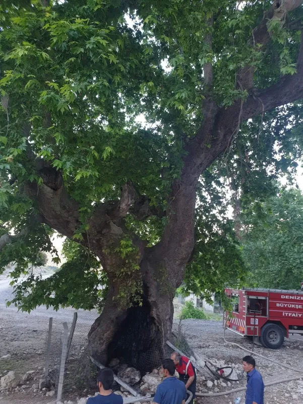 Asırların deviremediği çınarı ateşe verdiler-1