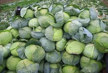 Karaciğere lahana