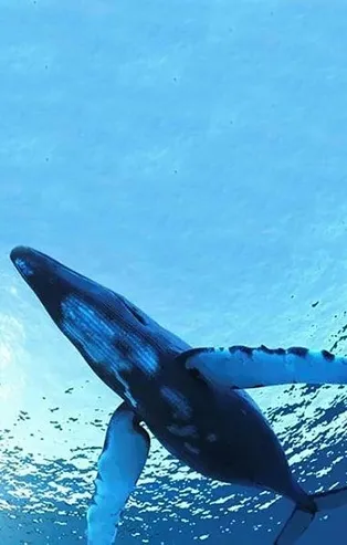 ‘Mavi Balina’ İran’da hortladı: Hazar denizine atlayan 4 gençten 3’ü hayatını kaybetti