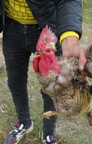 'Anne' diyen horoz kesilmekten kurtuldu