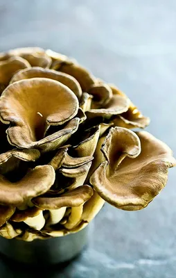 Sağlık Bakanlığı'ndan mantar uyarısı