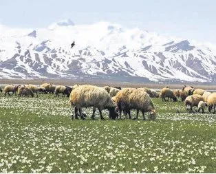 Dağlara bahar geldi