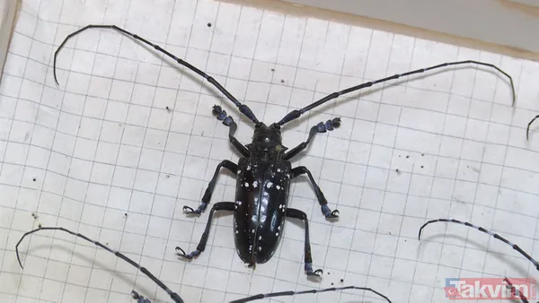 SON DAKİKA: İstanbul için yeni tehlike kapıda! Teke böceği yüzünden 2 ayda 180 ağaç kesildi - 4