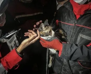 İzmir'de depremin ardından yürekleri ısıtan görüntü: K-9 arama köpeği 'Bob' enkaz altında kalan kediyi kurtardı