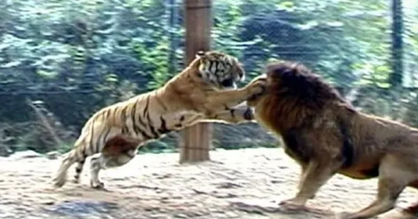 Aslan ve kaplanın kavgası kan dondurdu! Vahşi doğada görülmemiş olay...
