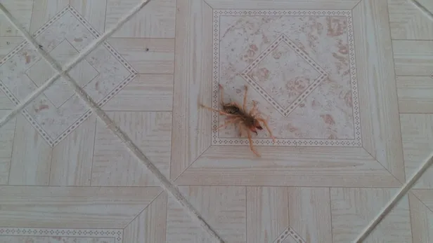 Evinin salonunda gördü gözlerine inanamadı! Et yiyen örümcek...-2