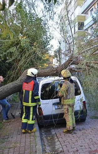Avcılar'da otomobilin üstüne ağaç devrildi
