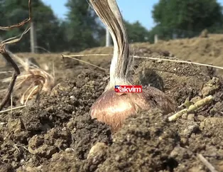 1 kilosundan 50 bin TL kazanıyor! Mühendisliği bırakıp memleketine yerleşti! Bu iş sayesinde yıllık kazancı dudak uçuklatıyor!