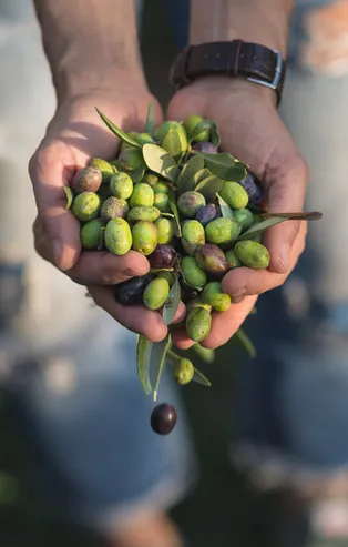 Kur'an'da adı geçen mucizevi besinler