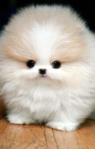 'Süs hayvanı' ibaresi yönetmelikten kaldırıldı