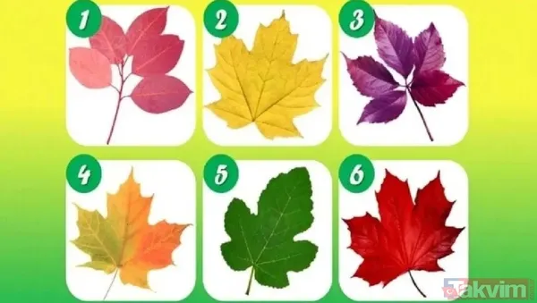 🌿 1. Yaprak: Samimi Destekçisiniz Bu Yaprağı Seçtiyseniz, İnsanlar Size Dürüstlüğünüz Ve İçtenliğiniz Nedeniyle Güveniyor. Gerçek Bağlar Kurabilen, Yardım...