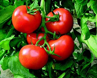 Domateste büyük gün 15 Ekim 2017