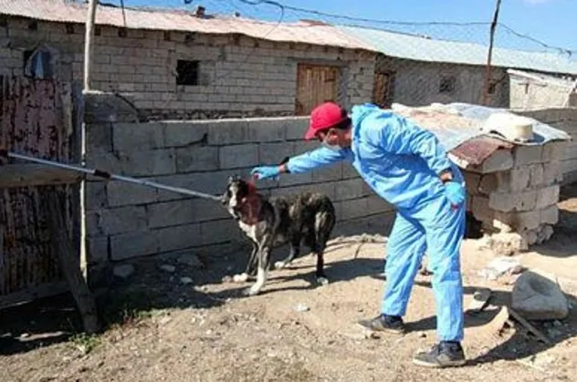 Bitlis'te kuduz paniği büyüyor! 36 vaka tespit edildi! Bir çocuğun tedavisi yoğun bakımda sürüyor