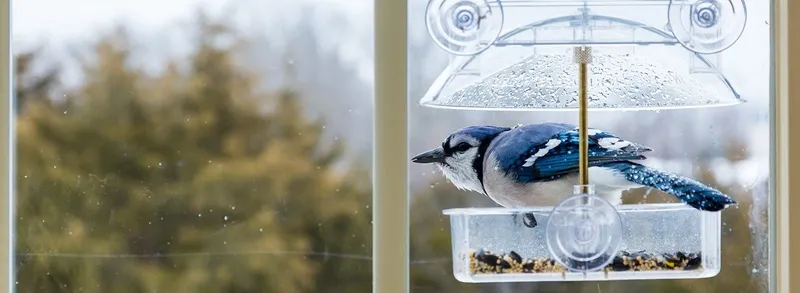 cama-kus-konuyorsa-dikkat-tesaduf-mu-isaret-mi-1730886879505.jpg (Takvim Foto Arşiv)