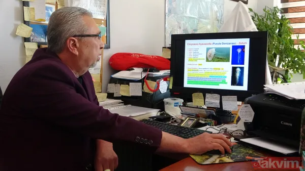 Çanakkale Boğazı'nda zehirli denizanası tehlikesi! Uzmanlar uyardı: Tatlı su kullanmayın amonyak ya da sirke ile yıkayın - 2