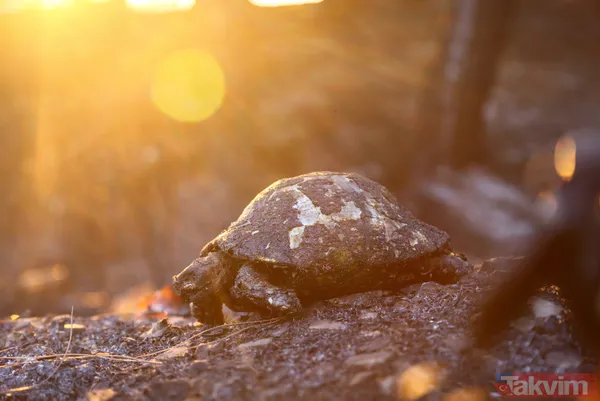 Antalya Manavgat'ta yangın felaketi! Acı haber geldi: 3 kişi hayatını kaybetti - 46