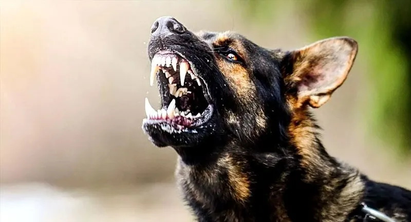 ak-parti-kaynaklari-sokak-kopeklerine-iliskin-kanun-teklifinden-otanazi-kelimesi-cikarilacak-1721661998838.jpeg Sahipsiz hayvanlara yönelik düzenlemeler içeren düzenleme komisyonda kabul edildi-4