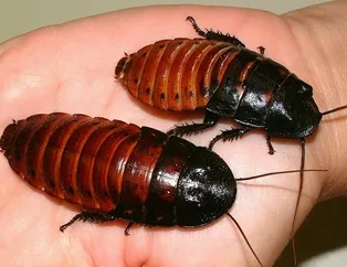 Rüyada hamam böceği görmek ne anlama gelir?