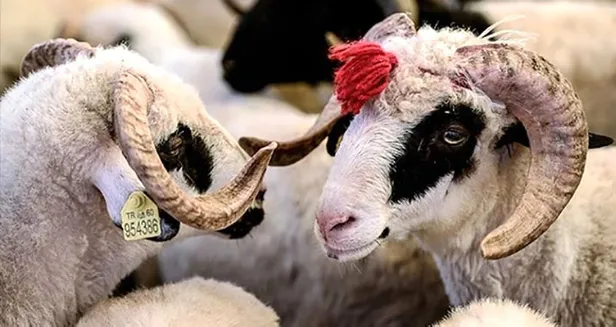 kurban-bayrami-2021-ne-zaman-geri-sayim-kurban-bayrami-hangi-gun-ayin-kacina-denk-geliyor-1624624973406.jpg Kurban Bayramı 2021 ne zaman? Geri sayım: Kurban Bayramı hangi gün, ayın kaçına denk geliyor?-4