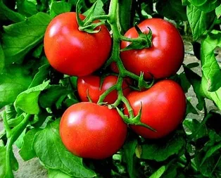 Domates dövizle yarışıyor