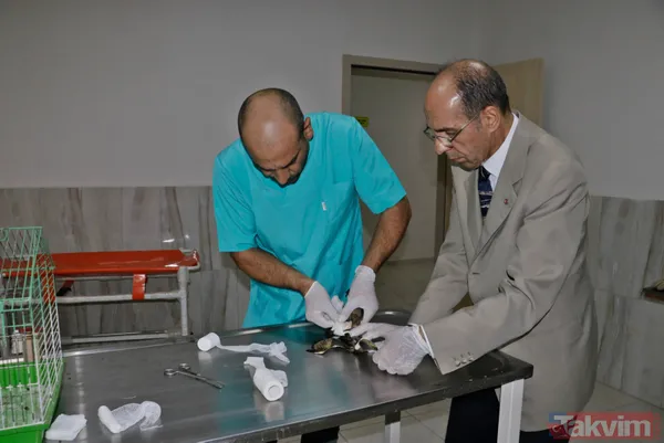 Türkiye'de ilk! Şanlıurfa'da 'yeşil sırtlı balıkçıl' görüldü - 8