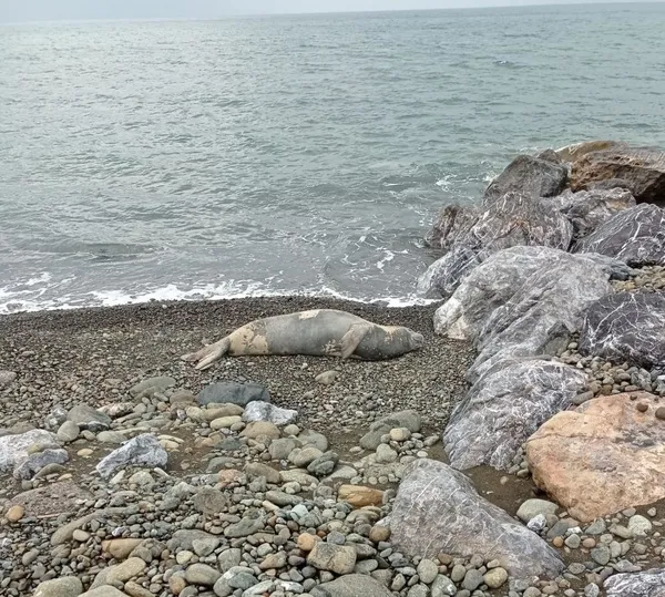 nesli-tukenme-tehlikesi-altinda-olan-akdeniz-foku-hatay-samandagda-goruldu-1644473891530.jpg Nesli tükenme tehlikesi altında olan Akdeniz foku Hatay Samandağ'da görüldü-3
