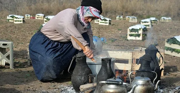 Osmaneli’de kış sebzesi hasadı günlük 300 işçiye ekmek kapısı oluyor