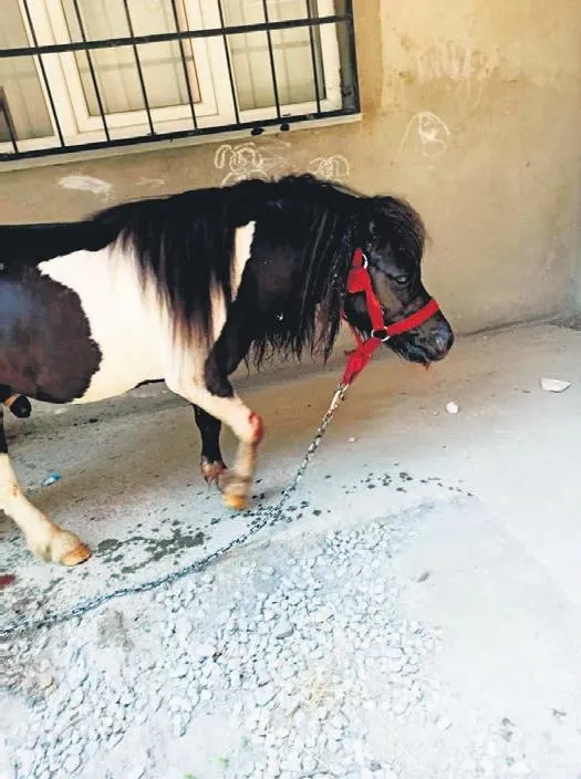 Sahibinin kurşunlanması üzerine panikleyen köpek herkesi duygulandırdı (Yaşam haberleri)-10