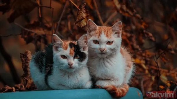 Türkiye sandınız ama değil! 74 milyonla dünyanın en çok kedi besleyen ülkesi açıklandı - 7