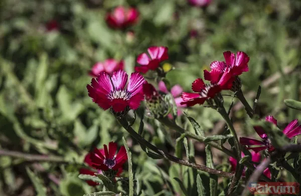 Dünyada sadece Ankara Gölbaşı'nda yetişiyor! 'Sevgi çiçeği' özel koruma altında - 14