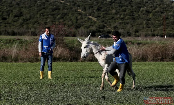 Yıllarca Mardin'de çöp topladı! 'Dost' artık emekli oldu - 6