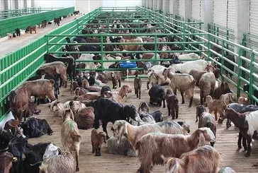 Hayvancılık destekleme başvuruları başladı