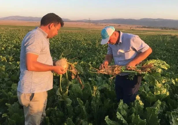 Şekerdeki zammın sebebi stokçular: Bağımlılık bitti üretim tam gaz! Depolar ağzına kadar dolu-9