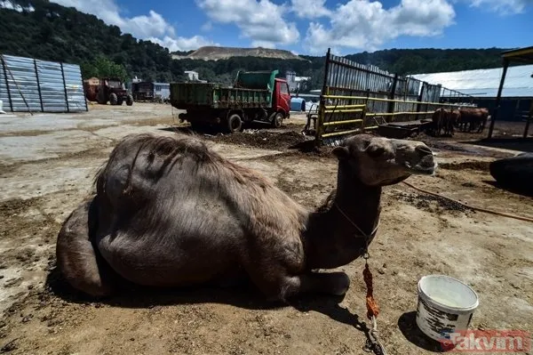 Kurban nasıl kesilir? Kurban için vekalet nasıl verilir? Kurban ibadetinde nelere dikkat edilmeli? Diyanet kurbanda dikkat edilmesi gerekenleri açıkladı - 8