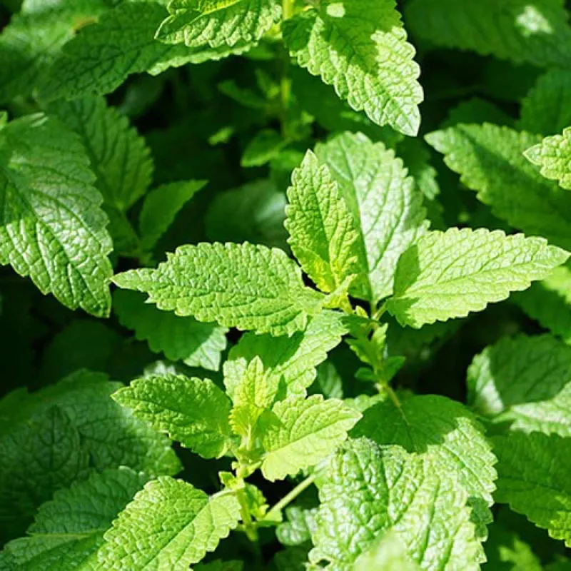 araciniza-bunu-koyun-ve-kurtulun-7-24-mis-gibi-kokacak-1725821368222.jpg Aracınıza bunu koyun ve kurtulun! 7-24 mis gibi kokacak-4