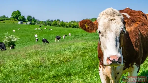 Kurban kesmek farz mı, vacip mi? Kurban kesmek şart mı? İşte Diyanet’e göre… - 1