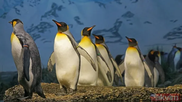 Son bakışı herkesi hüngür hüngür ağlattı! İşte başına buyruk nihilist penguenin hikayesi - 7