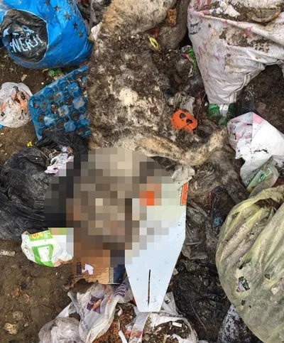 Isparta'da korkunç olay! Onlarca köpek bu halde bulundu...-1