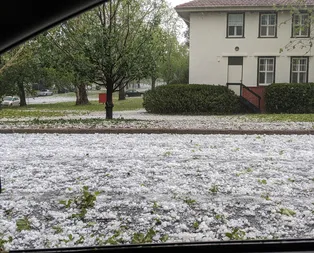 5 bin yabani devenin kuraklık nedeniyle öldürüldüğü Avustralyayı sel ve dolu vurdu