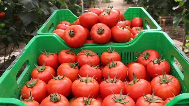 SON DAKİKA: Türkiye'nin domates ihracatı 11 ayda 280 milyon dolara ulaştı-5