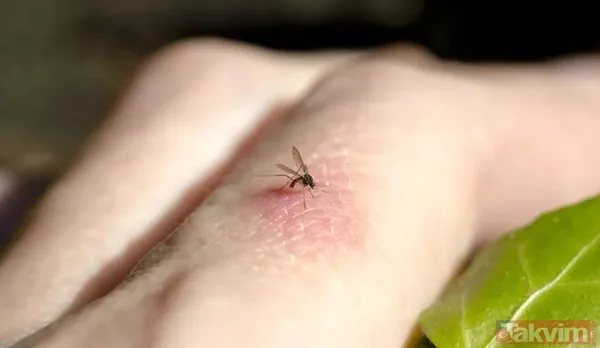 Sinek kovucu doğal yöntemler neler? Sinek ısırığına ne iyi gelir? 1 dakikada sivrisineğe kesin çözüm! - 3